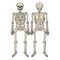 Beistle Club Pack of 12 Spooky Jointed Skeleton Halloween Decorations 4.25'